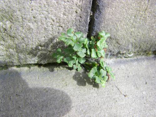 Look!  I found a rare plant!  In Sweden!