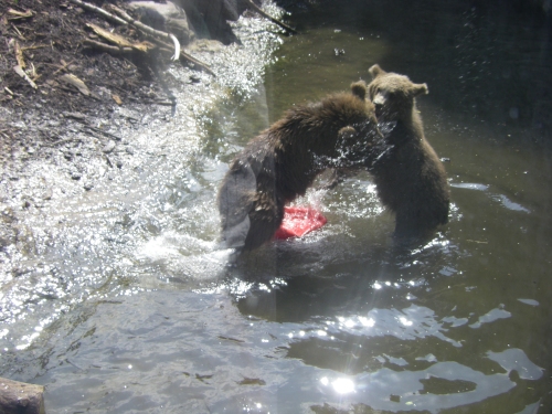 Baby bears playing!
